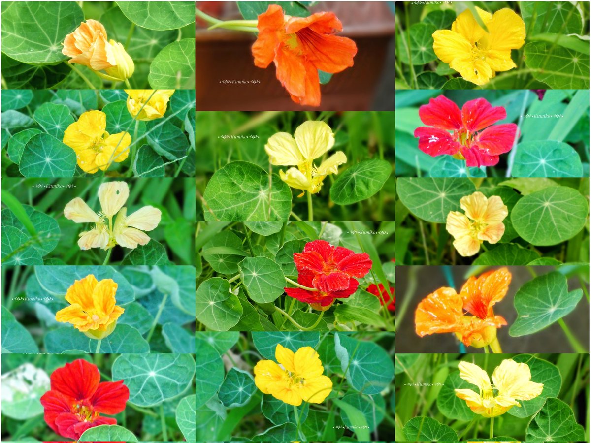 Nasturtium Twitter Search Twitter