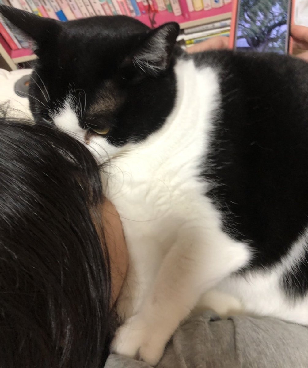 hatiwaretiisuke's tweet photo. 携帯見てたら割り込んできて、腕の中にすっぽり収まって満足気な猫様
大音量のゴロゴロ音と大量の毛で聴覚と視覚を奪われとる·····幸せ https://t.co/btSWFxXDTY