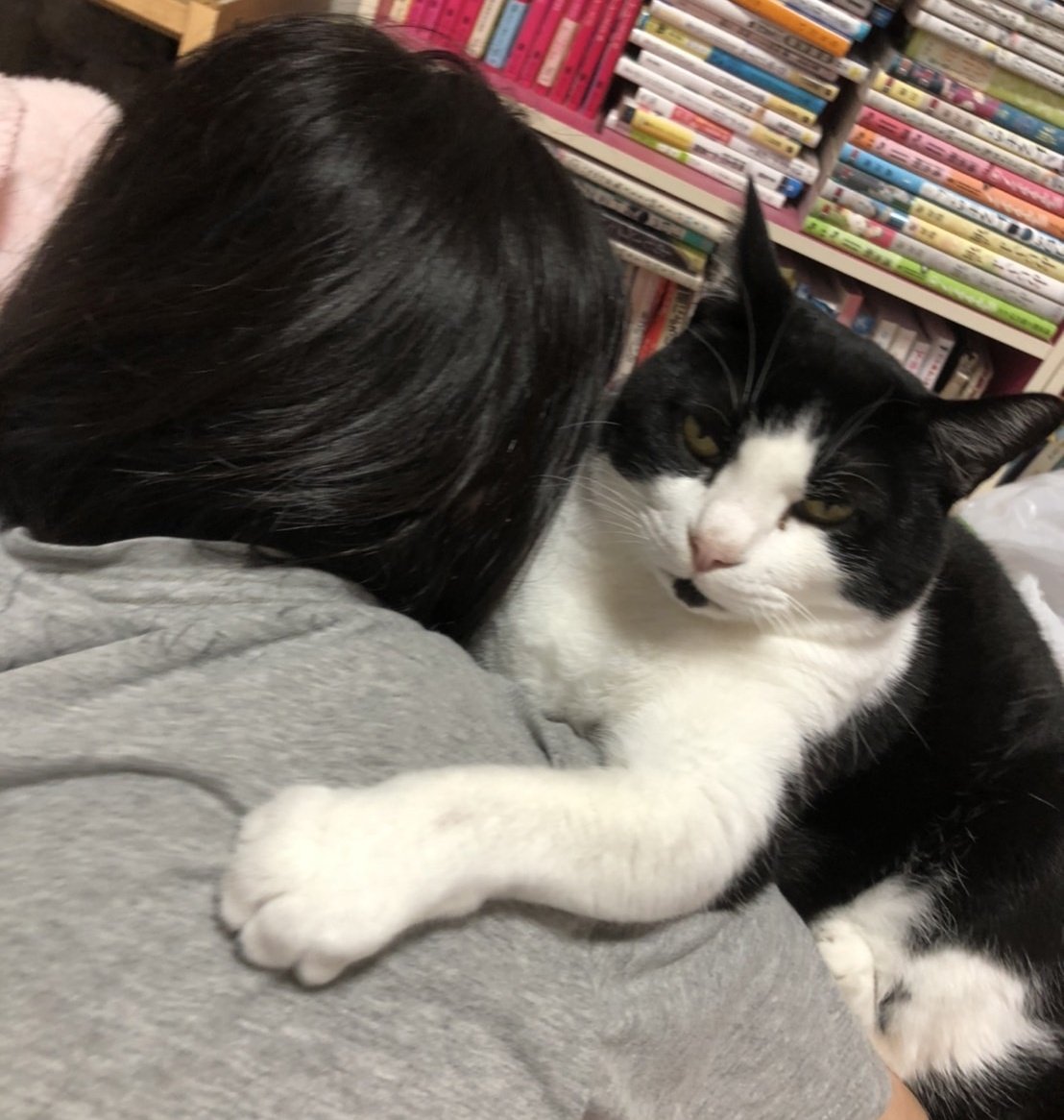 hatiwaretiisuke's tweet photo. 携帯見てたら割り込んできて、腕の中にすっぽり収まって満足気な猫様
大音量のゴロゴロ音と大量の毛で聴覚と視覚を奪われとる·····幸せ https://t.co/btSWFxXDTY