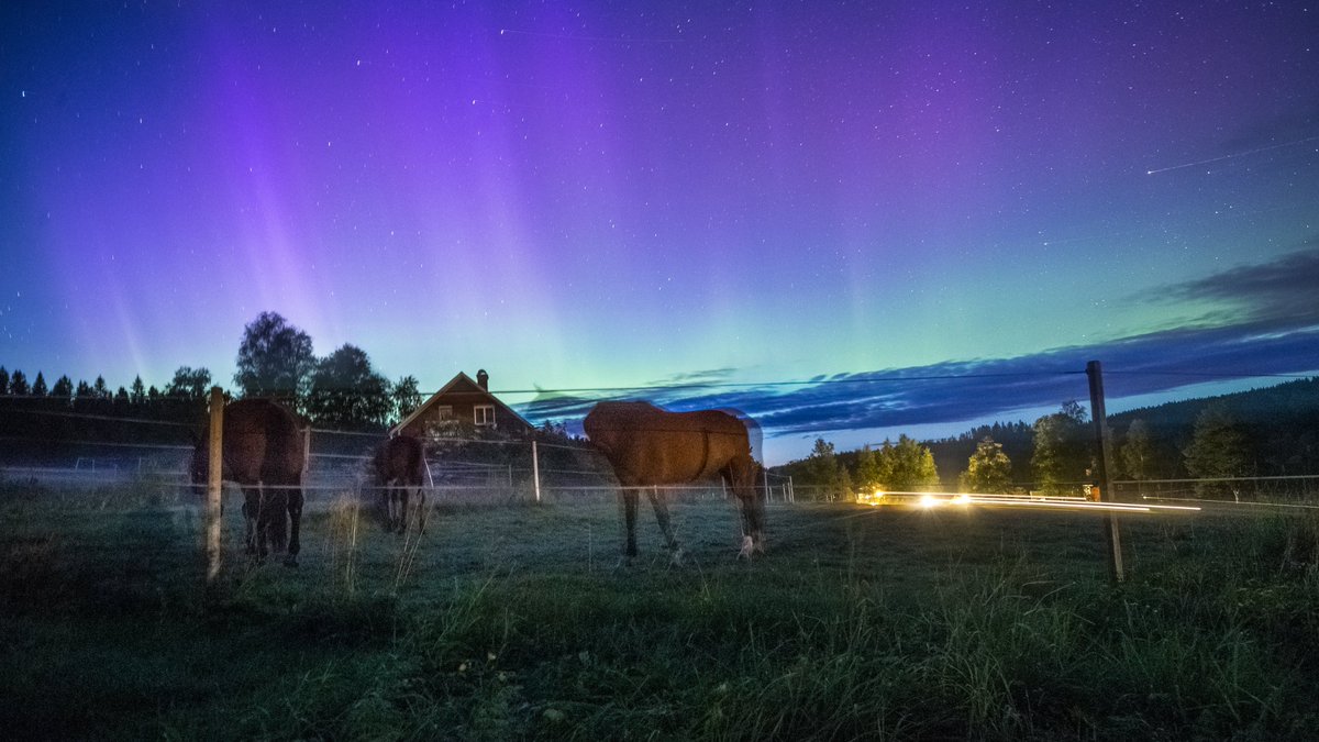 TheSwedishSaga's tweet photo. I clearly do not "speak horse" for I could not get my sweet neighbours to smile for the camera and stand absolutly stilll for 15 seconds.
But the idea of "The horses and the Aurora borealis" was a good one until we saw the resault 😂🤦‍♀️
#TryFailLearn #AuroraBorealis #InMyGarden https://t.co/m3VHXbonOr