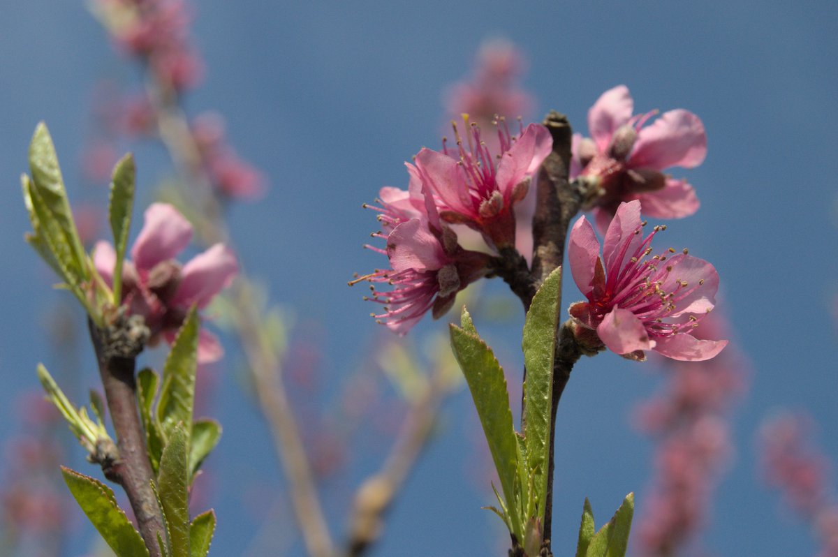 EstateWindspur's tweet photo. Fresh New Start - Spring has arrived at Windspur Estate- Contact : Ian Dickson | Property Developer E | ianspico@gmail.com
M | +27 (0)79 527 1344
#windspur #midlandsmeander #plotandplan #thelittlevillagethathasitall #sustainableliving #freshnewstart https://t.co/YqDH92NYRk