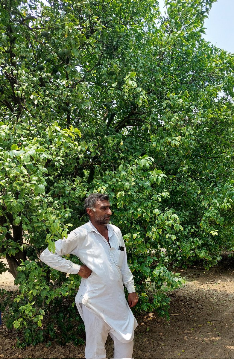 Patil_SN1112's tweet photo. We are happy as a part of under tree application of #JainJets using HDP in Haryana #Higheryield #Greaterproffit https://t.co/SSMn3hbosh