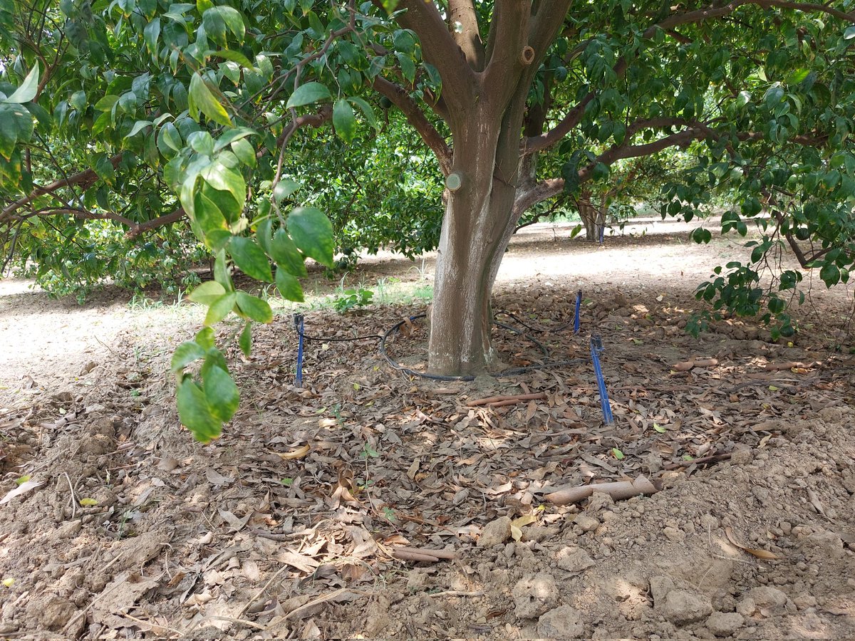 Patil_SN1112's tweet photo. We are happy as a part of under tree application of #JainJets using HDP in Haryana #Higheryield #Greaterproffit https://t.co/SSMn3hbosh