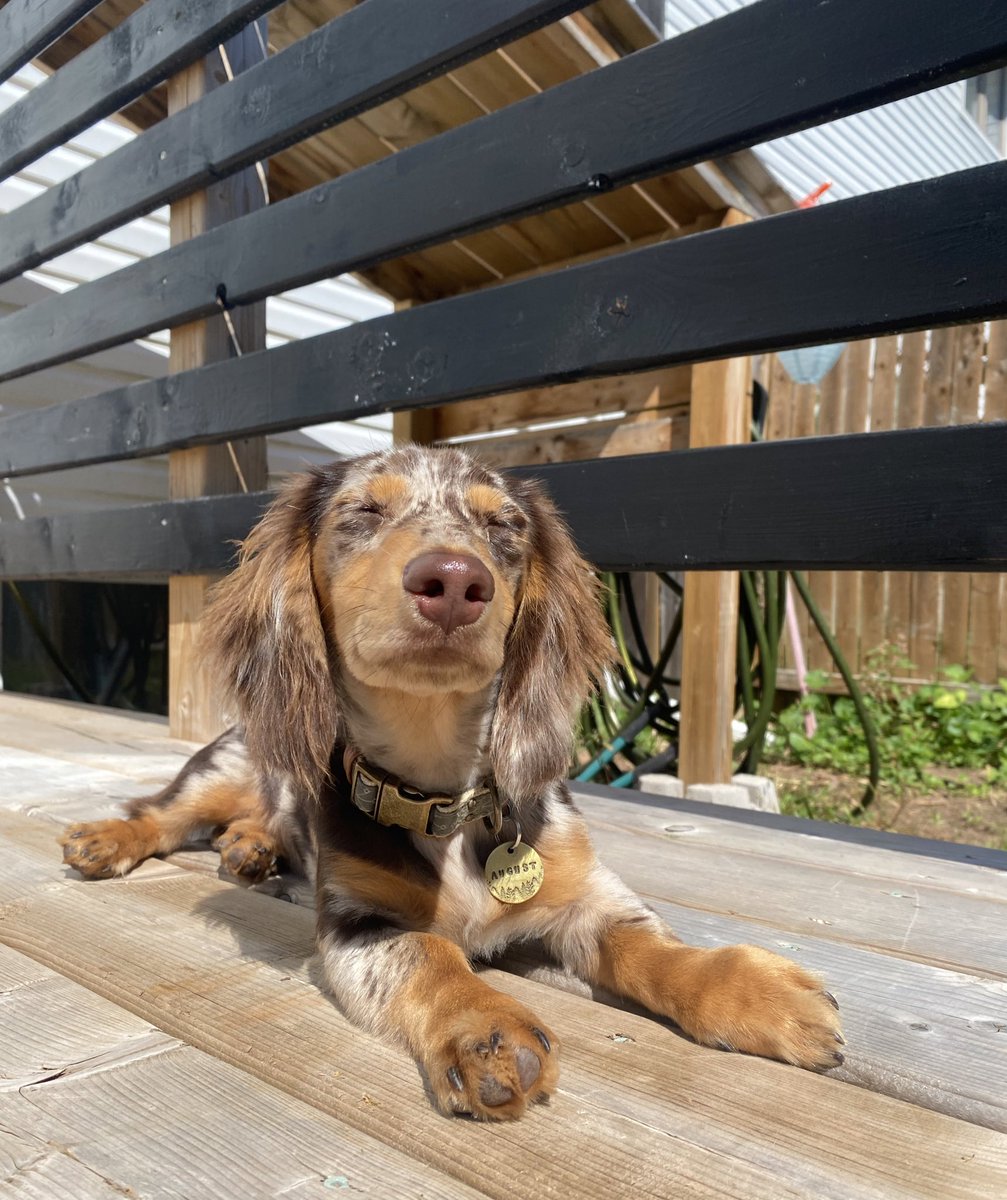 Sun bathing! ☀️🫶🏽 #dogsoftwitter