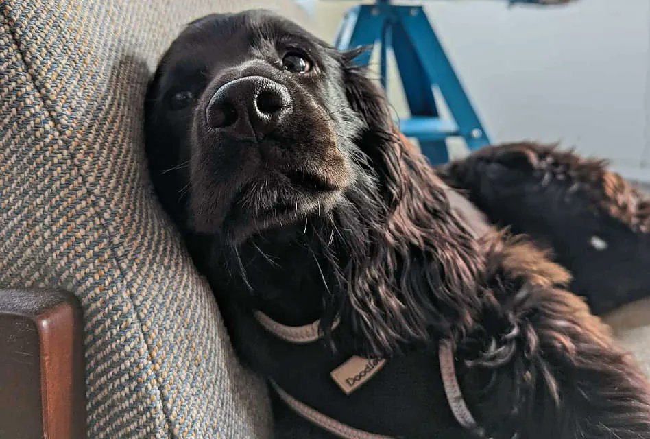 ImagesMagUK's tweet photo. Decorators’ dogs are valued members of staff at #embroidery and #print shops from Barking to Furness! Meet this month's #PrintShopPooch, Milo from @Studioprintpres in Keighley, West Yorkshire! https://t.co/iNFs864KEc #PrintShopPooches #garmentprinting #tshirtprinting https://t.co/Ov3RkJyYXk