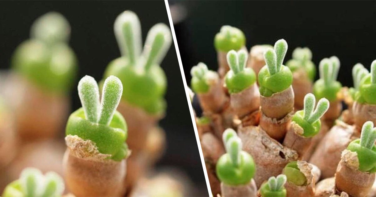 HobbyistPlant's tweet photo. The adorable bunny ear succulent 🌿 https://t.co/KWKJhAmX8A