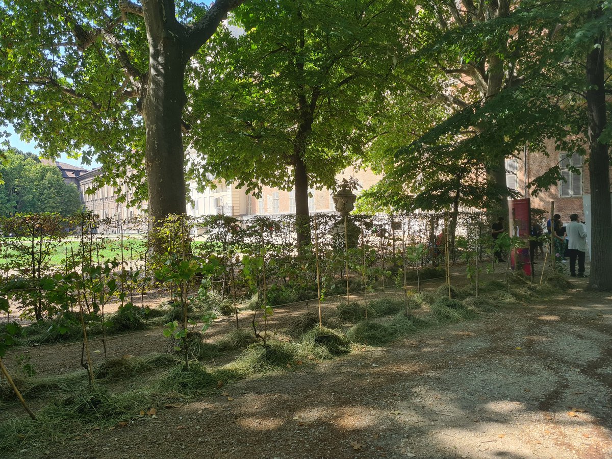 Sia qui all'inaugurazione della vigna ai giardini reali! @porticidivini un'iniziativa di @CamComTorino @VendemmiaTorino