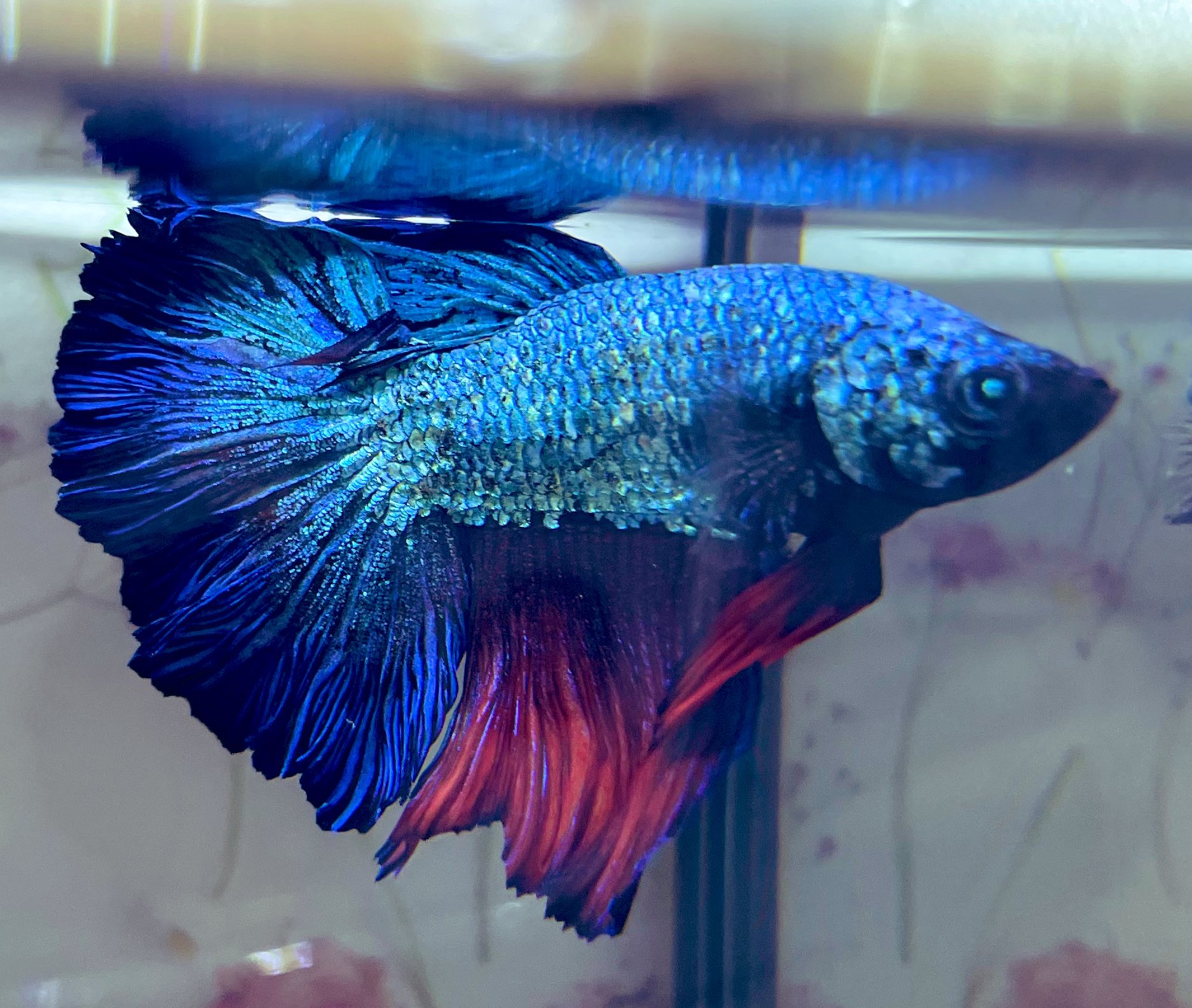 Tweets With Replies By Vivico Aquarium Aquariumvivico Twitter