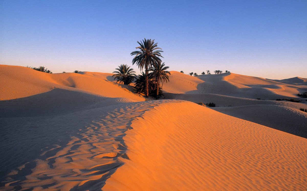 DjerbaBeachHtl's tweet photo. Why don't you discover more Tunisia by booking some excursions?
https://t.co/0McLYq8GUE
#sentidodjerbabeach #trip #excursions #Tunisie https://t.co/MgTsYDdQj2