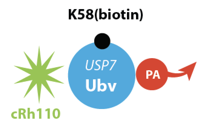 UbiQbio's tweet photo. We announce the launch of an activity-based probe that is designed to selectively target USP7. https://t.co/ASo2fI7hMR #ubiquitin https://t.co/AV5PDpVjKv