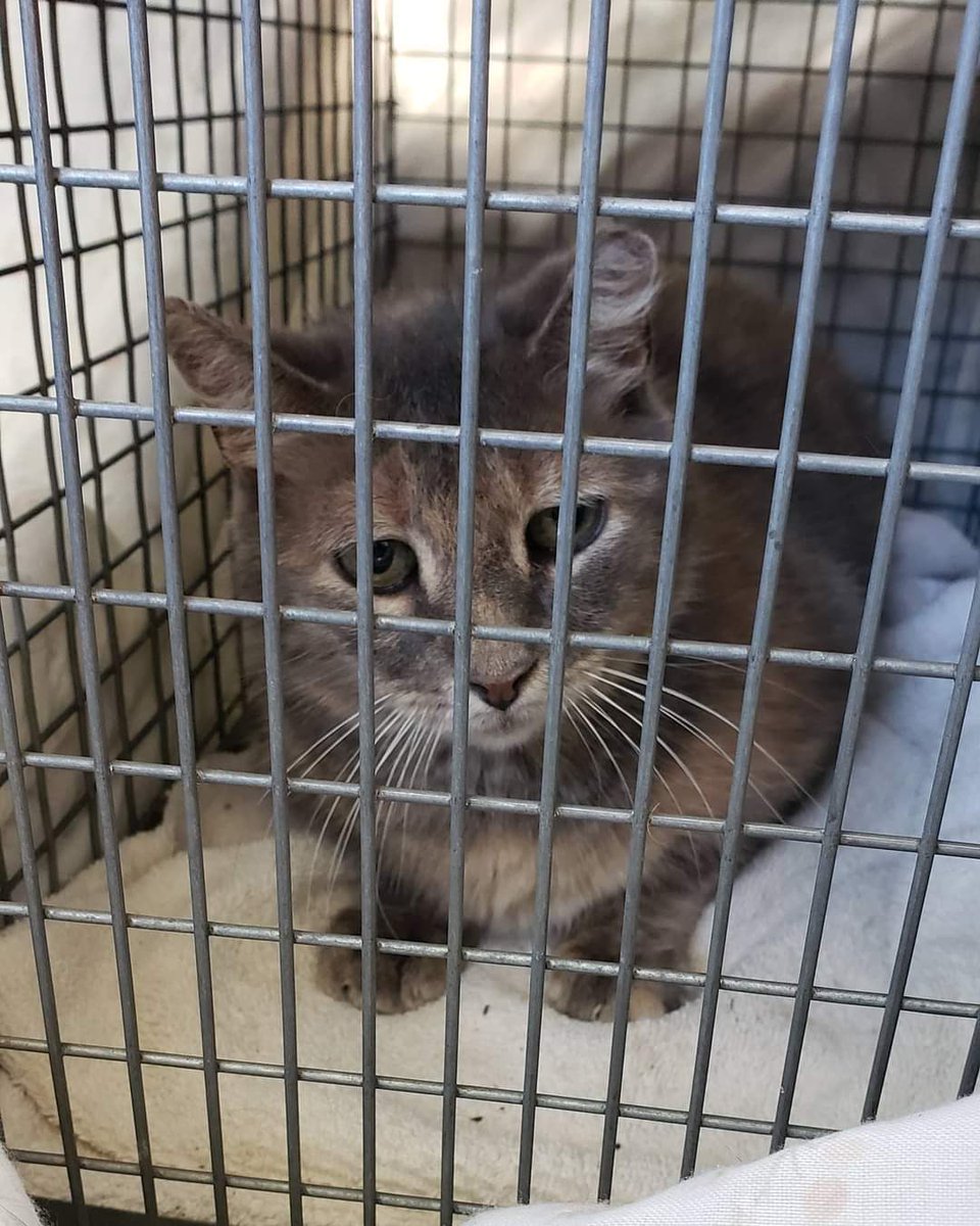 theclowderlady's tweet photo. Former Oklahoma Track cat Callie: How it started 2 years ago vs. How it's going now. ❤❤ https://t.co/mBux68050Y