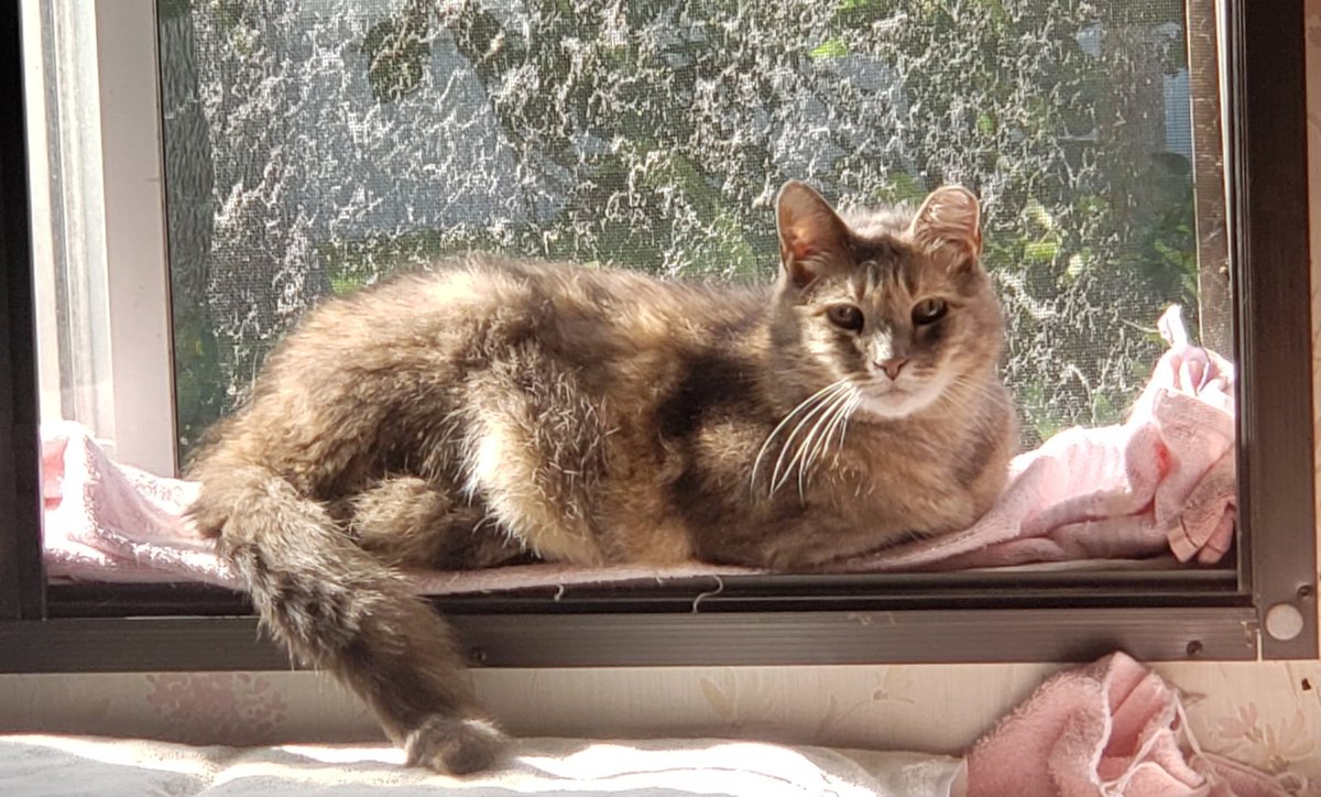 theclowderlady's tweet photo. Former Oklahoma Track cat Callie: How it started 2 years ago vs. How it's going now. ❤❤ https://t.co/mBux68050Y