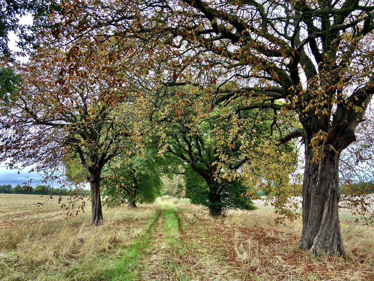 WeatherWolds's tweet photo. Heavy Rain on the Lincolnshire Wolds. 19°C. Squirrels https://t.co/5bmKWh8hcq