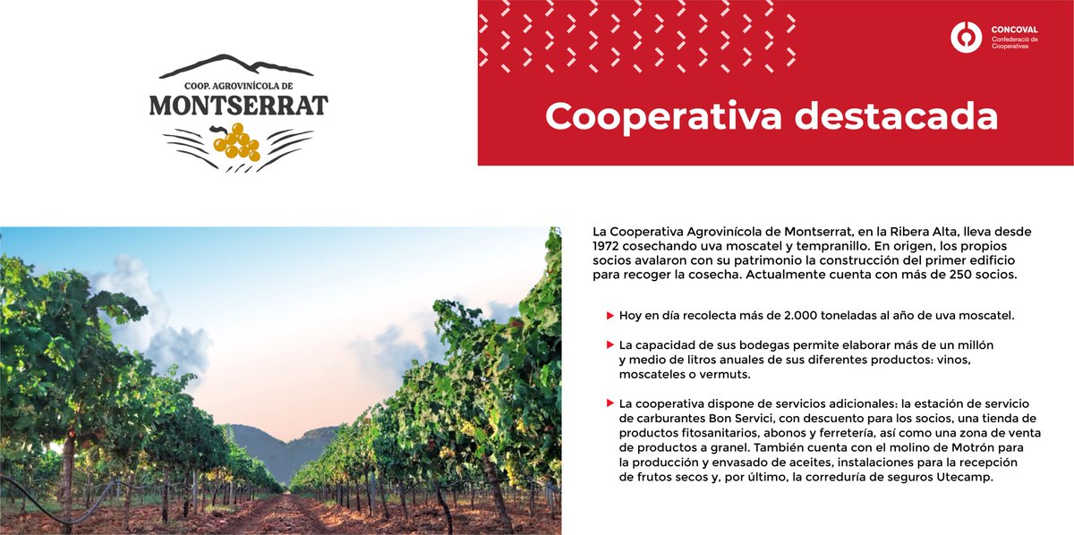 concoval's tweet photo. 📍 La Cooperativa Agrovinícola de Montserrat cumplió 50 años el pasado agosto celebrándolo con catas de producto en Montserrat mostrando así su arraigo en el municipio y su compromiso con la sociedad.

¡Enhorabuena por vuestra trayectoria!

#cooperarsuma #coop #elvalordecooperar https://t.co/m1JxA40f1e