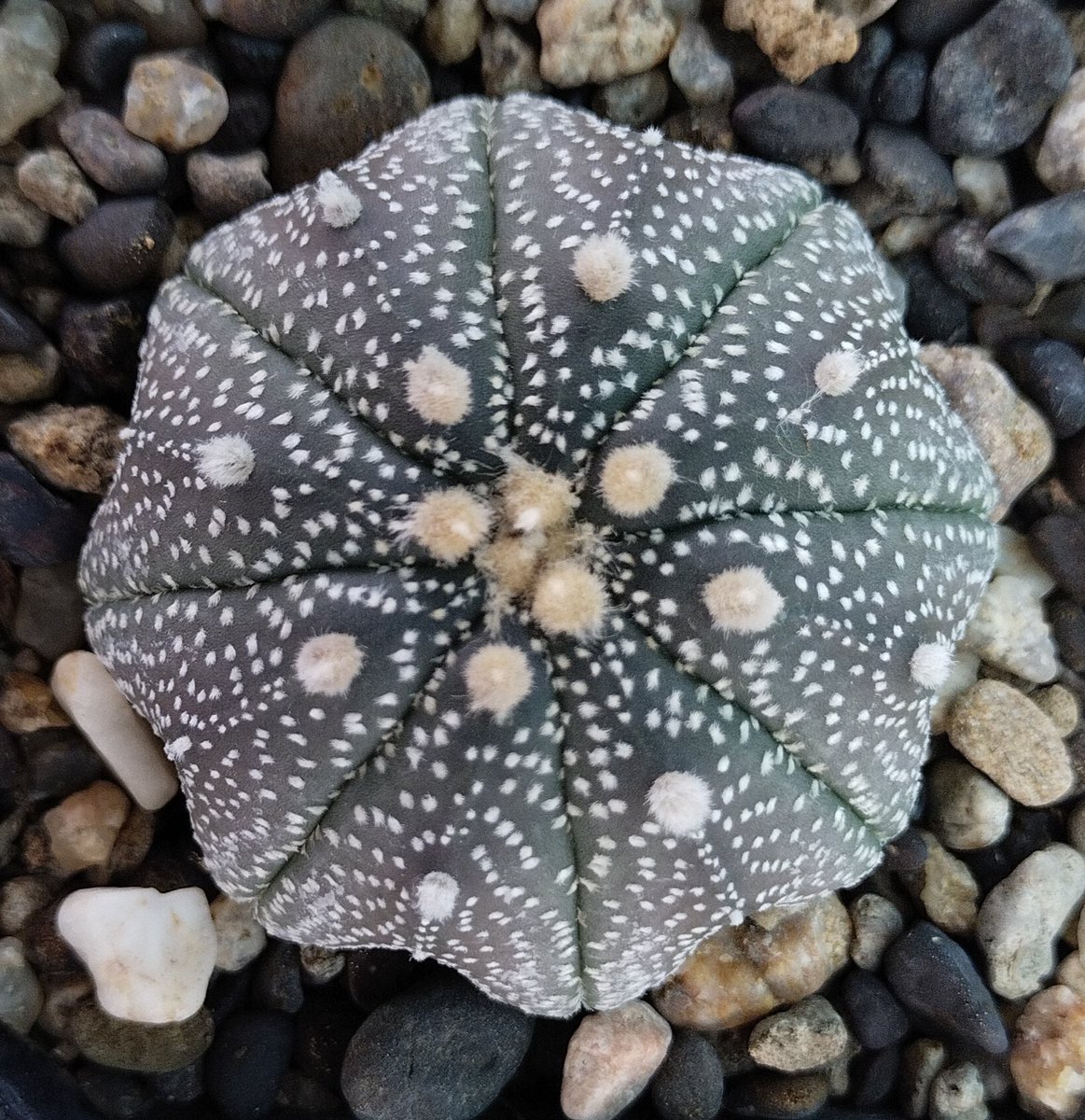 PlantsAndSoils's tweet photo. ⭐✴️A. Asterias cv. Star Shaped,✴️⭐
👆👆👆
This unique Star shape with purple Variegation
.
.
.
.
#Astrophytum #Asterias #starshape #Cactus #Succulents #Hobby #Gardenlovers #Plantlove #nature #naturelover #photoshoot #photography #love #nature_perfection #unique #Homedecor https://t.co/x9FUKGUKWw