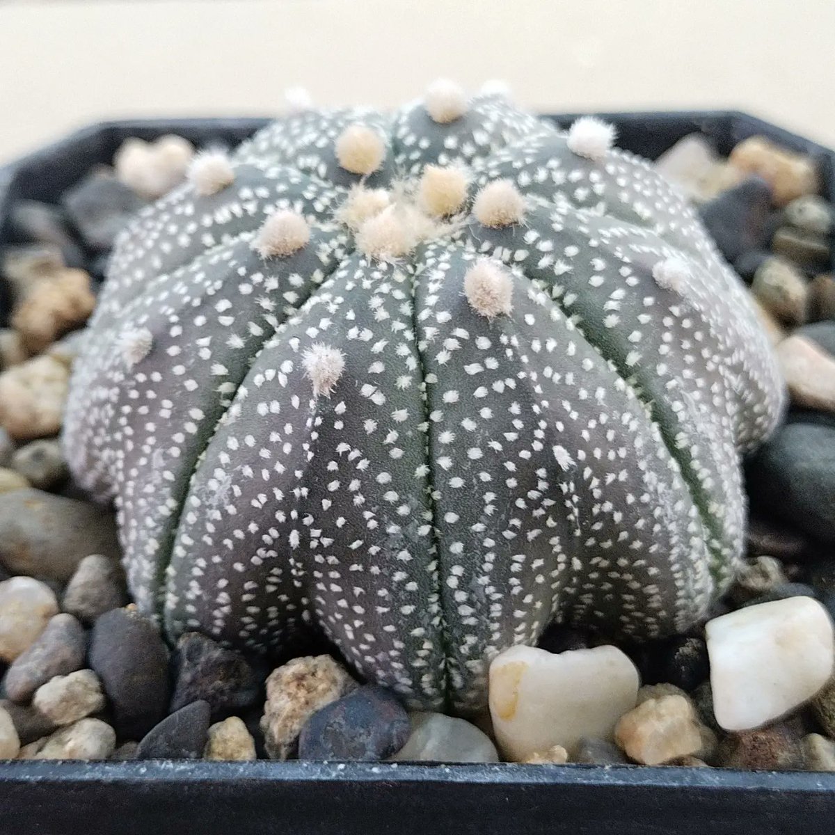 PlantsAndSoils's tweet photo. ⭐✴️A. Asterias cv. Star Shaped,✴️⭐
👆👆👆
This unique Star shape with purple Variegation
.
.
.
.
#Astrophytum #Asterias #starshape #Cactus #Succulents #Hobby #Gardenlovers #Plantlove #nature #naturelover #photoshoot #photography #love #nature_perfection #unique #Homedecor https://t.co/x9FUKGUKWw