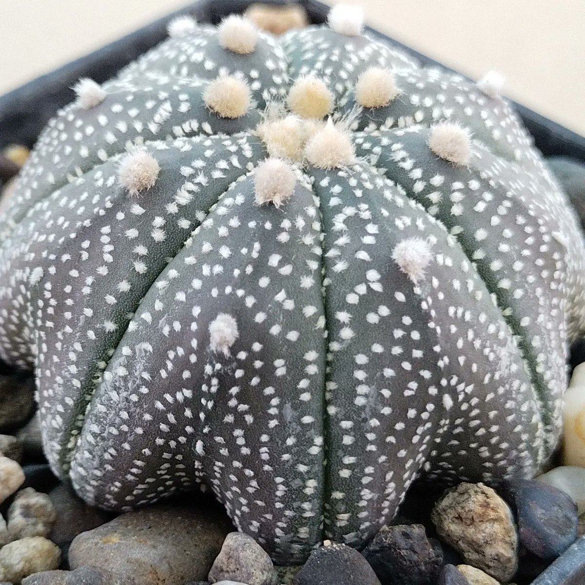PlantsAndSoils's tweet photo. ⭐✴️A. Asterias cv. Star Shaped,✴️⭐
👆👆👆
This unique Star shape with purple Variegation
.
.
.
.
#Astrophytum #Asterias #starshape #Cactus #Succulents #Hobby #Gardenlovers #Plantlove #nature #naturelover #photoshoot #photography #love #nature_perfection #unique #Homedecor https://t.co/x9FUKGUKWw