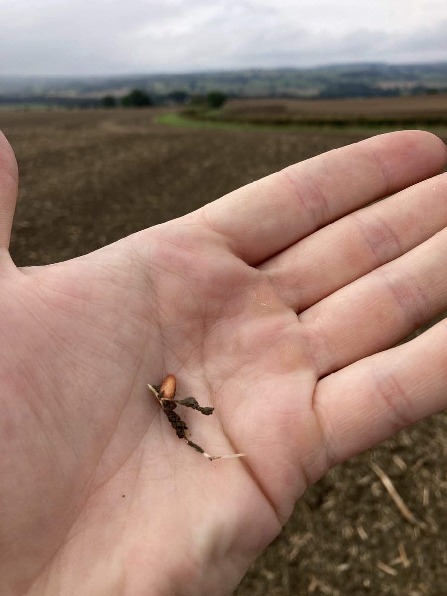 Louis_WAg's tweet photo. Nice bit of rain and early drilled Graham is heading for the sky. 🌾🌦 #yorkshirefarming #agronomy https://t.co/tr61gSTbVa