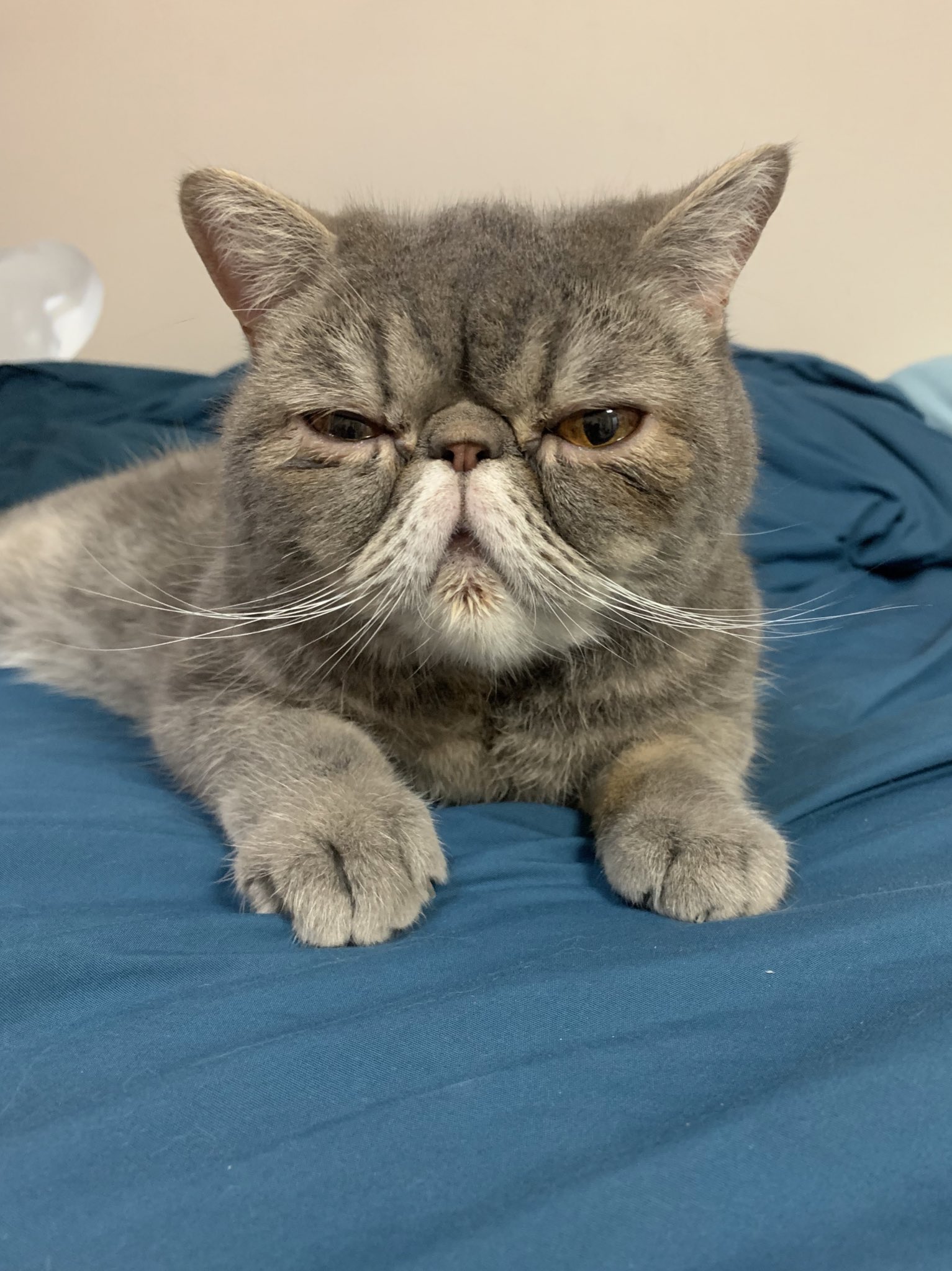 تويتر ぶちゃ على تويتر まだ火曜日なのにもう疲れたにゃ 今日のぶちゃ エキゾチックショートヘア 猫 猫のいる暮らし 猫好きさんと繫がりたい T Co Dkozyxulgh