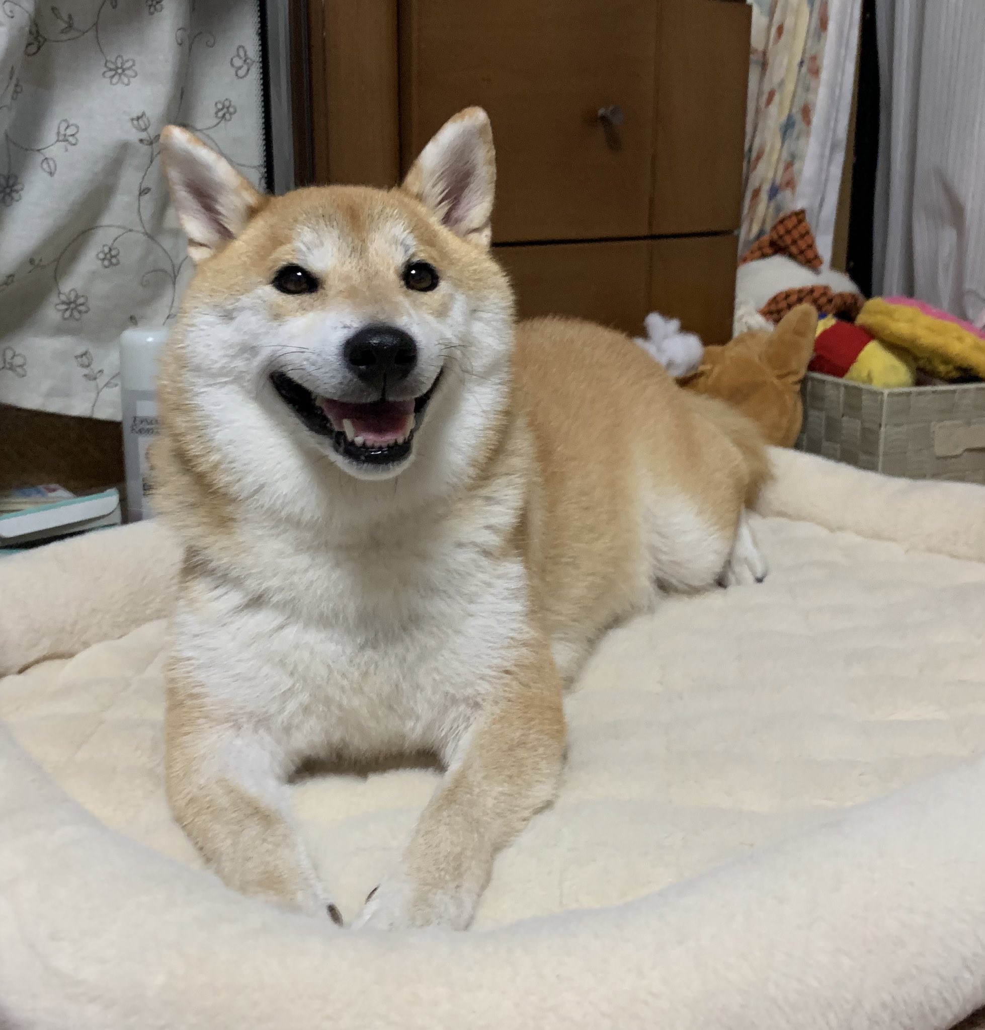 笑う犬 Hledani Na Twitteru Twitter
