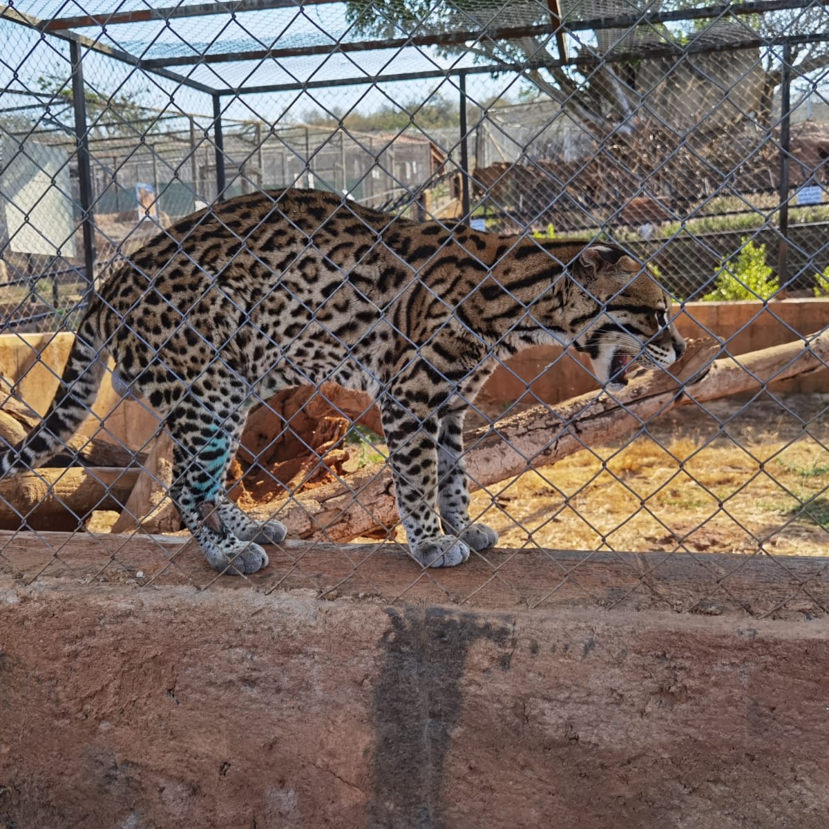 Freemanalpha12's tweet image. #NewProfilePic