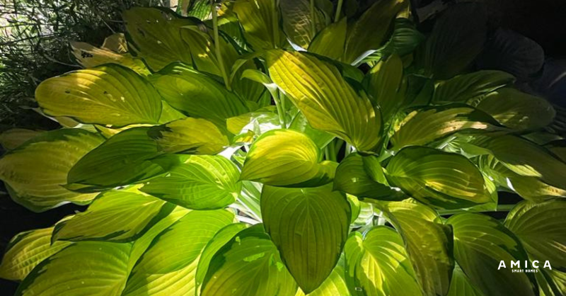 AmicaSmartHomes's tweet photo. Interior design extends to the garden with smart outdoor lighting. Creating a design feature of planting and adding ambience to your outdoor spaces is easy with smart lighting. #outdoorlighting #smartlighting #smarthomeexperts