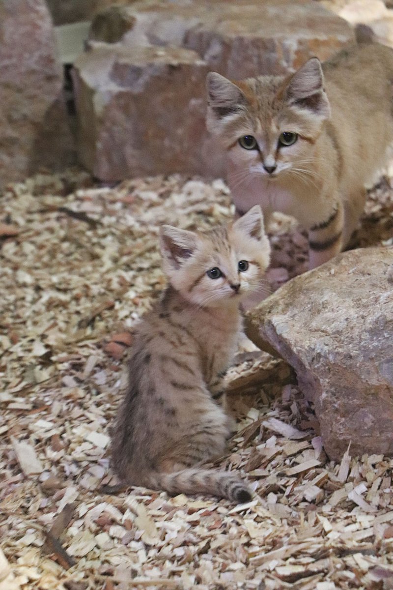 zoogdansk's tweet photo. Koleja porcja słodyczy i to do kwadratu! Przedstawiamy parkę dwumiesięcznych kotów pustynnych (Felis margarita) urodzonych w zoo @gdansk.
Gatunek jest objęty programem hodowlanym EEP w ramach #EAZA. Więcej informacji znajdziecie na naszym facebooku. #ChoDoZoo #Czynne365DniwRoku https://t.co/WrLYIQzPSn