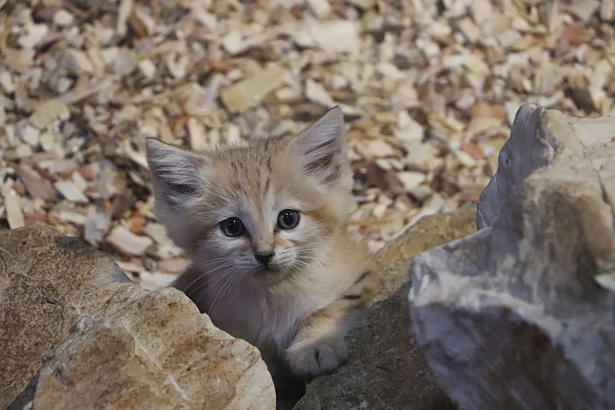 zoogdansk's tweet photo. Koleja porcja słodyczy i to do kwadratu! Przedstawiamy parkę dwumiesięcznych kotów pustynnych (Felis margarita) urodzonych w zoo @gdansk.
Gatunek jest objęty programem hodowlanym EEP w ramach #EAZA. Więcej informacji znajdziecie na naszym facebooku. #ChoDoZoo #Czynne365DniwRoku https://t.co/WrLYIQzPSn