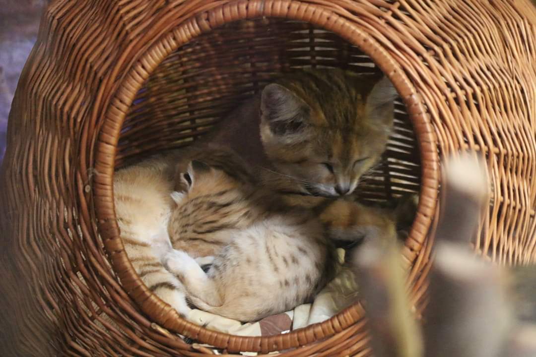 zoogdansk's tweet photo. Koleja porcja słodyczy i to do kwadratu! Przedstawiamy parkę dwumiesięcznych kotów pustynnych (Felis margarita) urodzonych w zoo @gdansk.
Gatunek jest objęty programem hodowlanym EEP w ramach #EAZA. Więcej informacji znajdziecie na naszym facebooku. #ChoDoZoo #Czynne365DniwRoku https://t.co/WrLYIQzPSn