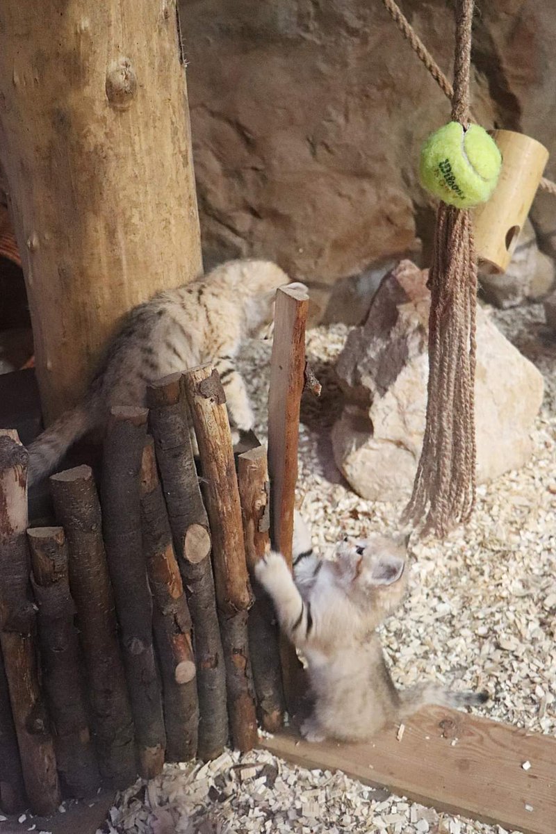 zoogdansk's tweet photo. Koleja porcja słodyczy i to do kwadratu! Przedstawiamy parkę dwumiesięcznych kotów pustynnych (Felis margarita) urodzonych w zoo @gdansk.
Gatunek jest objęty programem hodowlanym EEP w ramach #EAZA. Więcej informacji znajdziecie na naszym facebooku. #ChoDoZoo #Czynne365DniwRoku https://t.co/WrLYIQzPSn
