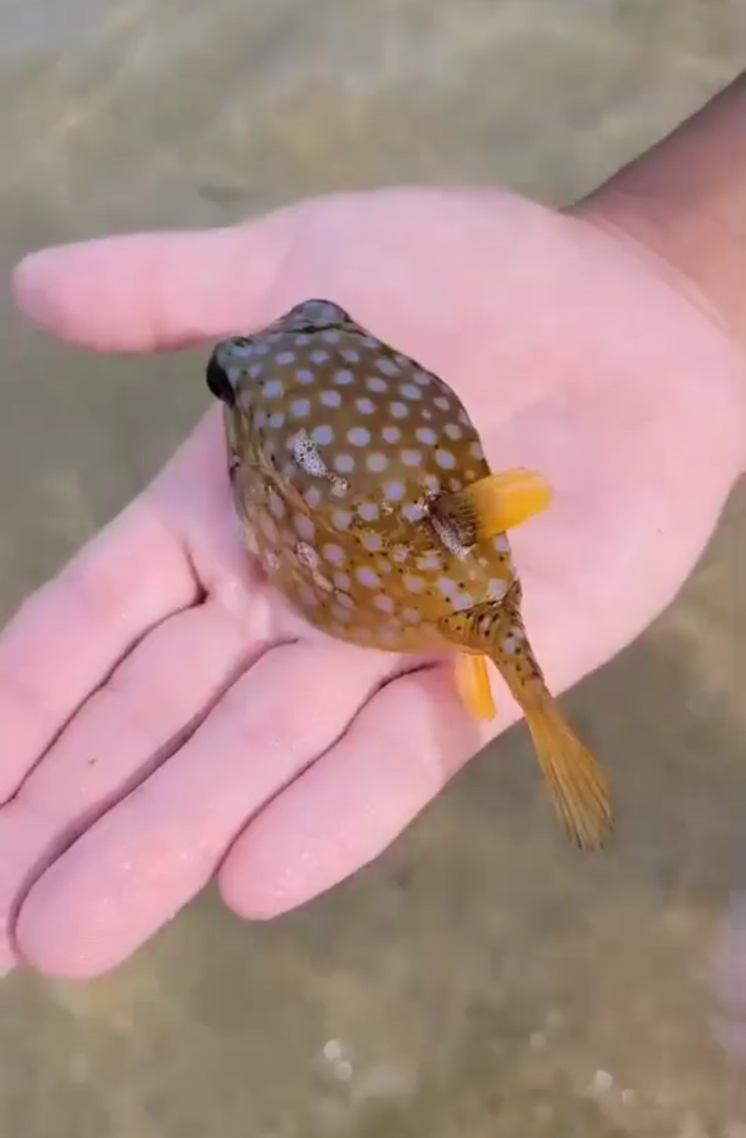 海洋研究会 ハコフグの仲間にはこれら以外にも 成魚の黒い体色が特徴的なクロハコフグ 写真 や 2本の角を持つコンゴウフグやウミスズメの仲間 体の断面が三角形のハマフグ 背中が盛り上がるのが特徴のラクダハコフグなどがいます どれも非常に