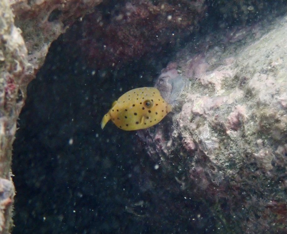 海洋研究会 ハコフグの仲間にはこれら以外にも 成魚の黒い体色が特徴的なクロハコフグ 写真 や 2本の角を持つコンゴウフグやウミスズメの仲間 体の断面が三角形のハマフグ 背中が盛り上がるのが特徴のラクダハコフグなどがいます どれも非常に