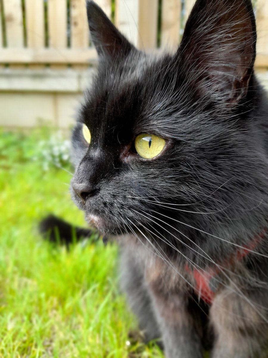 Timeline cleanser  #BlackCat #kitty