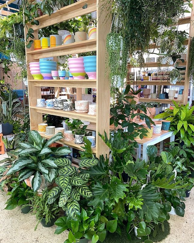 MYSTICFORMS's tweet photo. Meet our stockist - Little Shop of Soil in Brooklyn, NY๐ฟ
We are super delighted to have a selection of our collection alongside the beautiful plants๐๐
Check out this amazing shop if you are in the area๐โจ
#stockist #brooklyn #bushwickbrooklyn #NY https://t.co/JCgH17SU3R