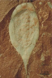 CienciaULL's tweet photo. 📢#Taldíacomohoy en 2015, un equipo de expertos en el que participó Samuel Zamora🧑🔬, geólogo del IGME, descubre el modo de alimentación del Protocinctus mansillaensis, el #equinodermo fósil más antiguo conocido.
🔎¡Más acontecimientos, en https://t.co/xyUqyakPTd ! https://t.co/TPf5SjuB2w