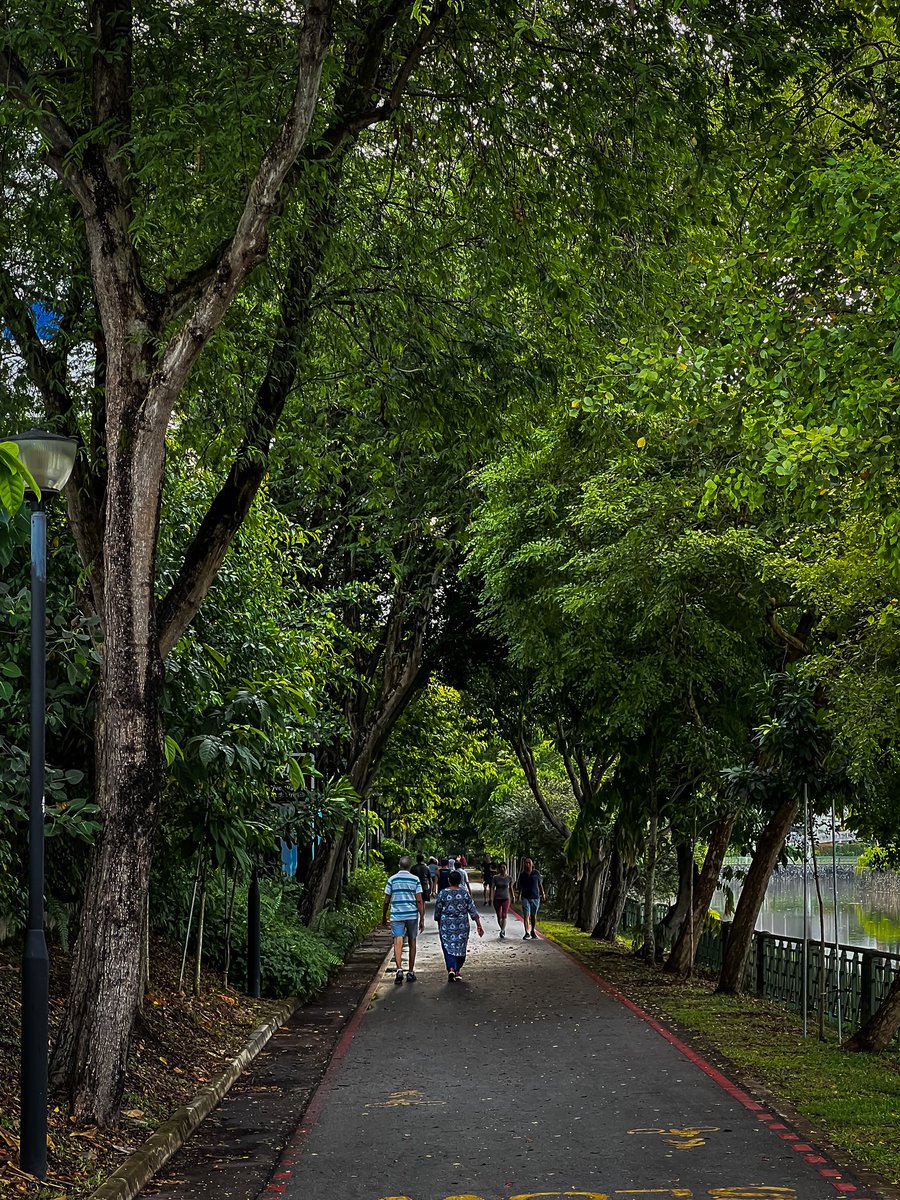 javanng's tweet photo. If Singapore has four seasons, this is how the park connector will look like in Autumn/Fall. ππ
(The lush greenery photo is the real scene)
#singapore #shotoniphone #nparkbuzz #seemycity #visitsingapore #realvsfake #ifonly https://t.co/GTboWzpYJ7