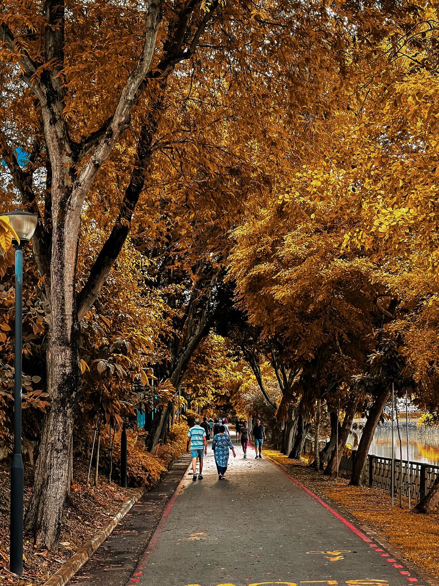 javanng's tweet photo. If Singapore has four seasons, this is how the park connector will look like in Autumn/Fall. ππ
(The lush greenery photo is the real scene)
#singapore #shotoniphone #nparkbuzz #seemycity #visitsingapore #realvsfake #ifonly https://t.co/GTboWzpYJ7