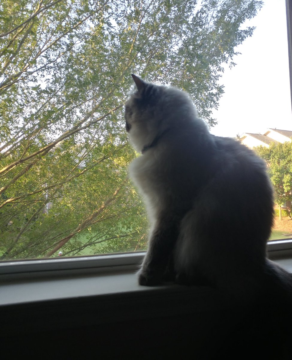 4fluffketeers's tweet photo. Morning duty on the front perimeter
🐾Tsuki
#windowwatch #ledgewatch #cats
#CatsOfTwitter #catlife #catlover https://t.co/BxT2zYzTop