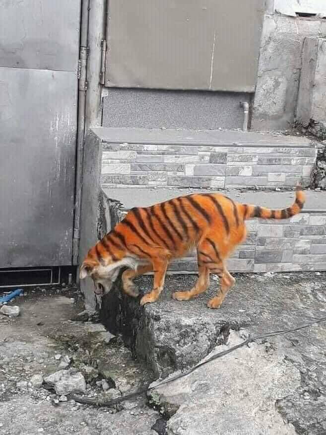 Ndi_Muvenda_'s tweet photo. I'm looking for the funny guy who painted this dog like a tiger. I ran 2km to save my life. I only stopped when he barked , only then could I tell it was a dog 🤣🤣 https://t.co/x8Uk3zLBKP