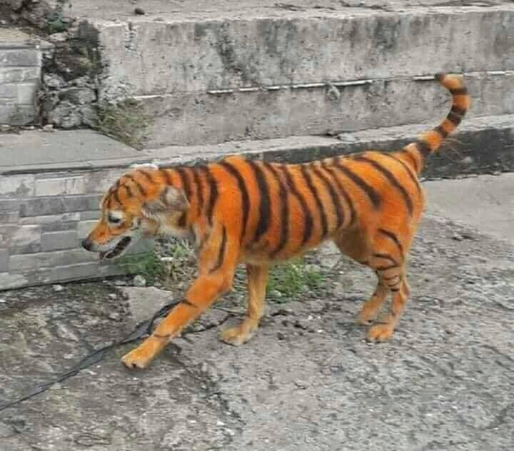 Ndi_Muvenda_'s tweet photo. I'm looking for the funny guy who painted this dog like a tiger. I ran 2km to save my life. I only stopped when he barked , only then could I tell it was a dog 🤣🤣 https://t.co/x8Uk3zLBKP