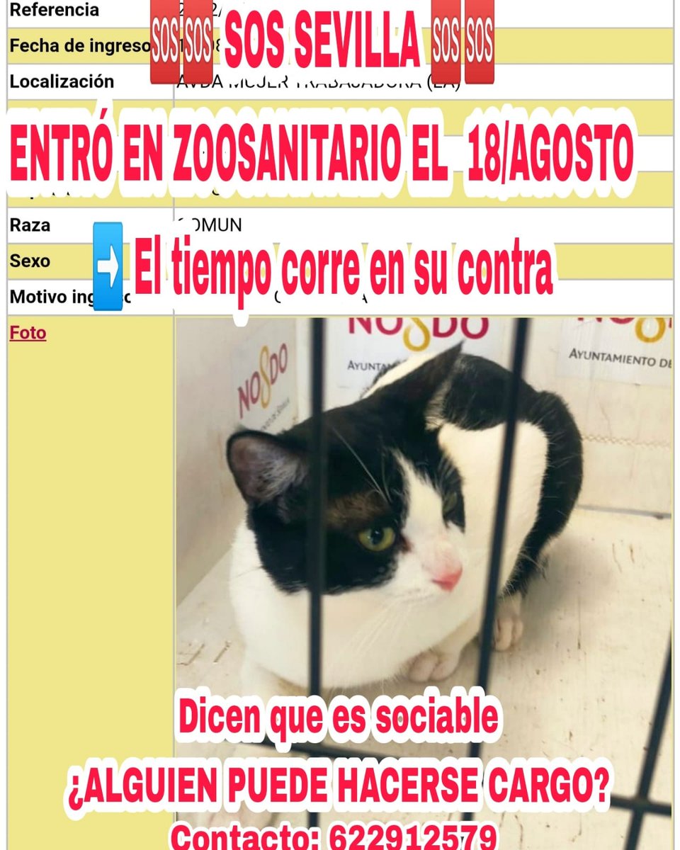 Los tres gatos son mansos y buenos. Uno llevaba hasta collar con cascabeles. Están en el zoosanitario de Sevilla, hay que sacarlos de ahí cuanto antes.
Referecias: 2594-2593-2556
Pueden reservarse al adopcionanimal@sevilla.org