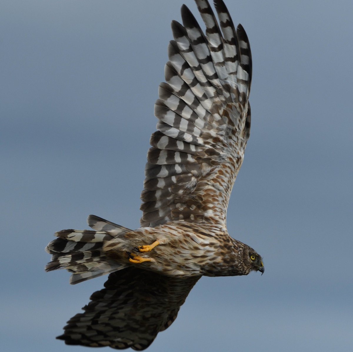 Close encounter with a female Hen Harrier in North Uist yesterday.