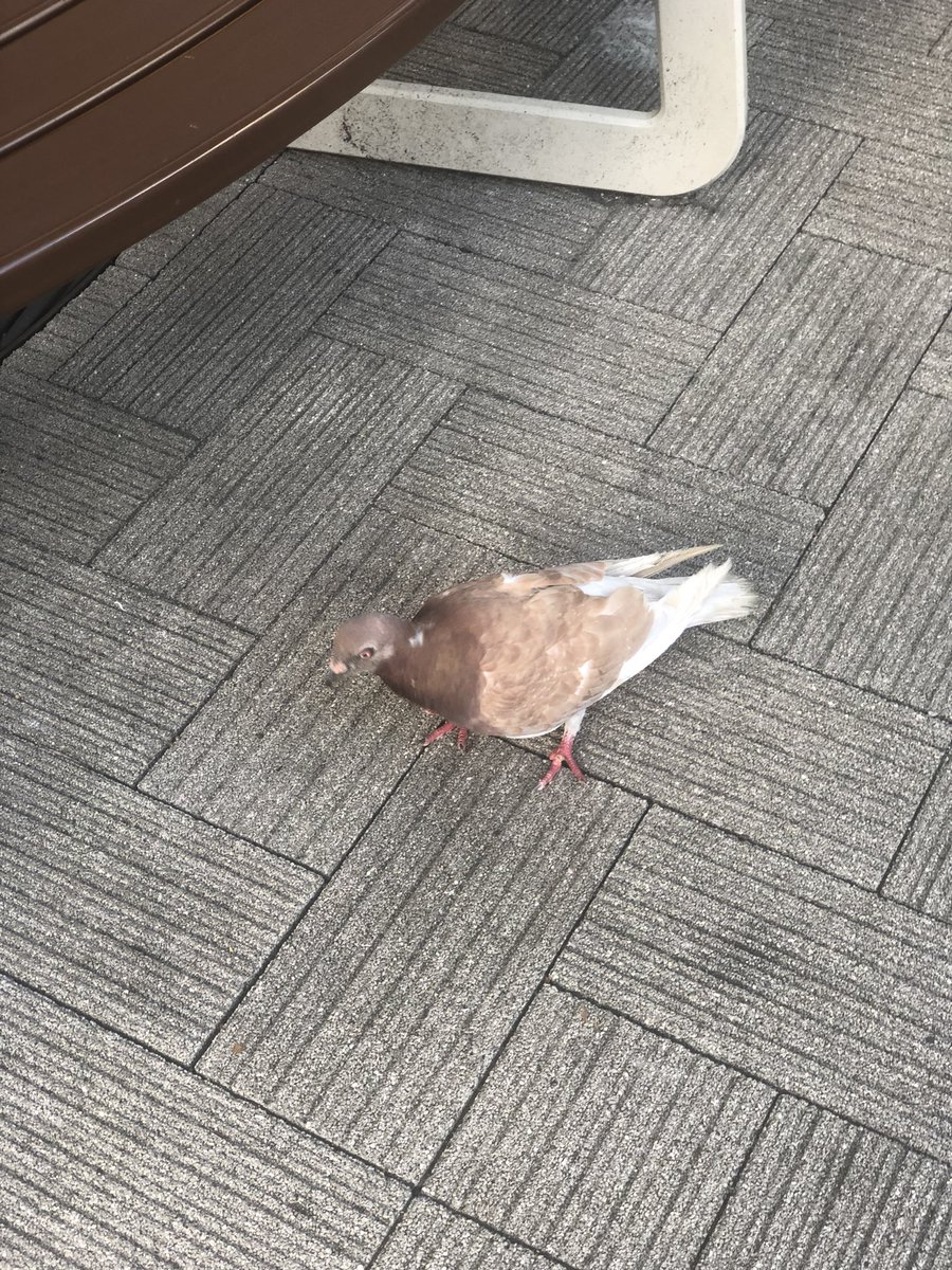 ハト亜種見つけた