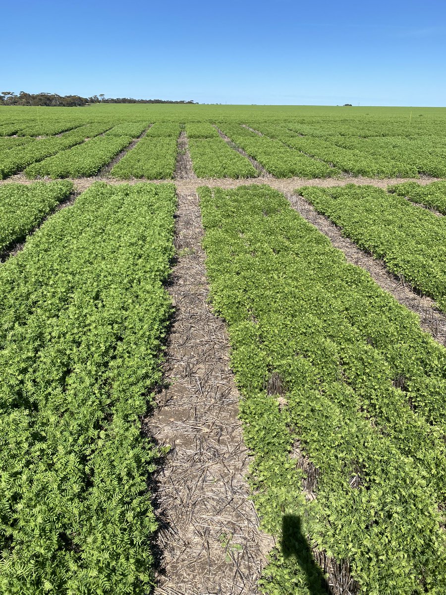 Lentil Variety Trial moving along nicely with the sunshine today