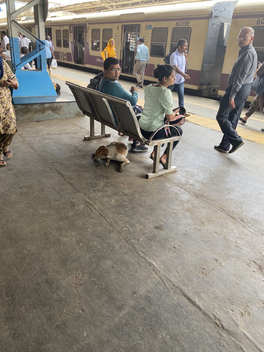 vipanbKumar's tweet photo. Stray dogs are frequently seen at railway stations, be it Borivali or Churchgate. This is the scene at borivali https://t.co/e59zb3Gj18