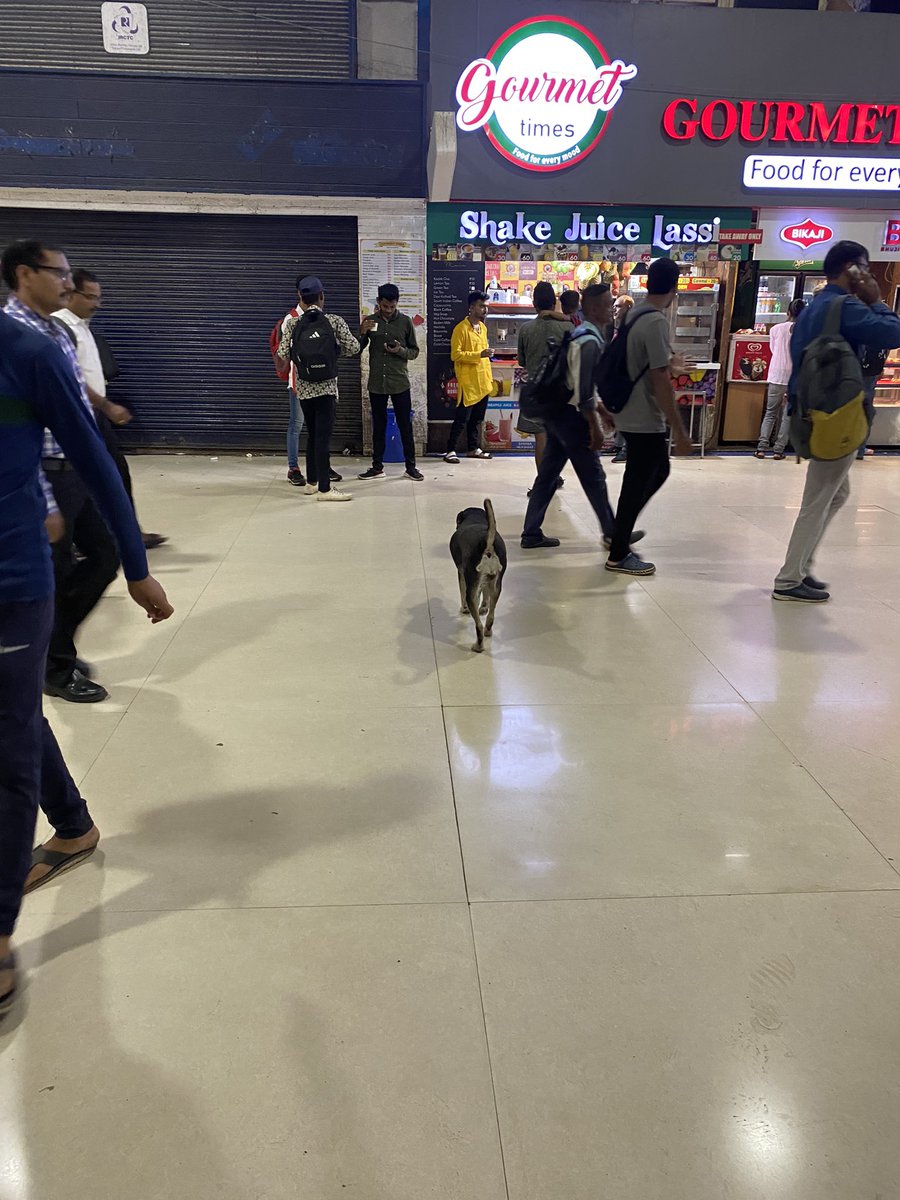 vipanbKumar's tweet photo. Stray dogs are frequently seen at railway stations, be it Borivali or Churchgate. This is the scene at borivali https://t.co/e59zb3Gj18