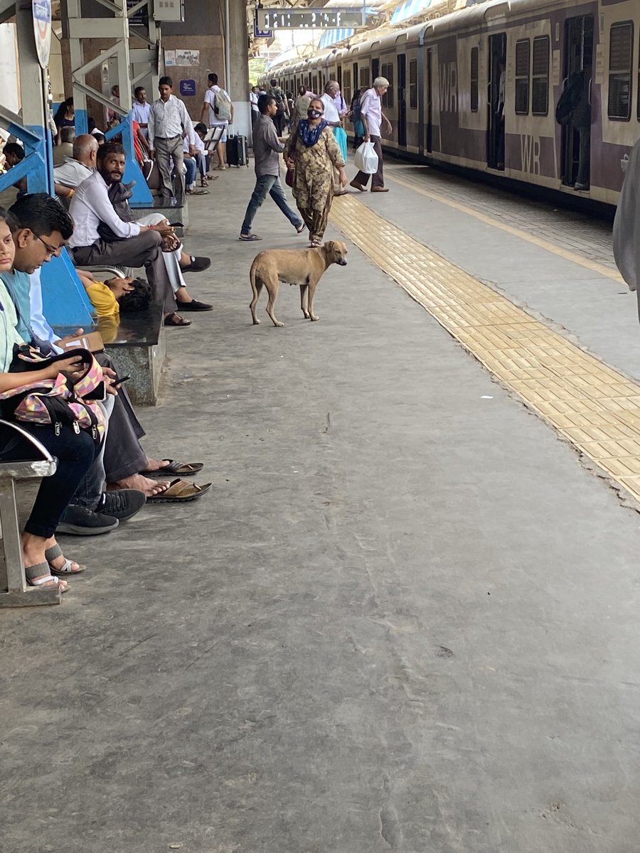 vipanbKumar's tweet photo. Stray dogs are frequently seen at railway stations, be it Borivali or Churchgate. This is the scene at borivali https://t.co/e59zb3Gj18