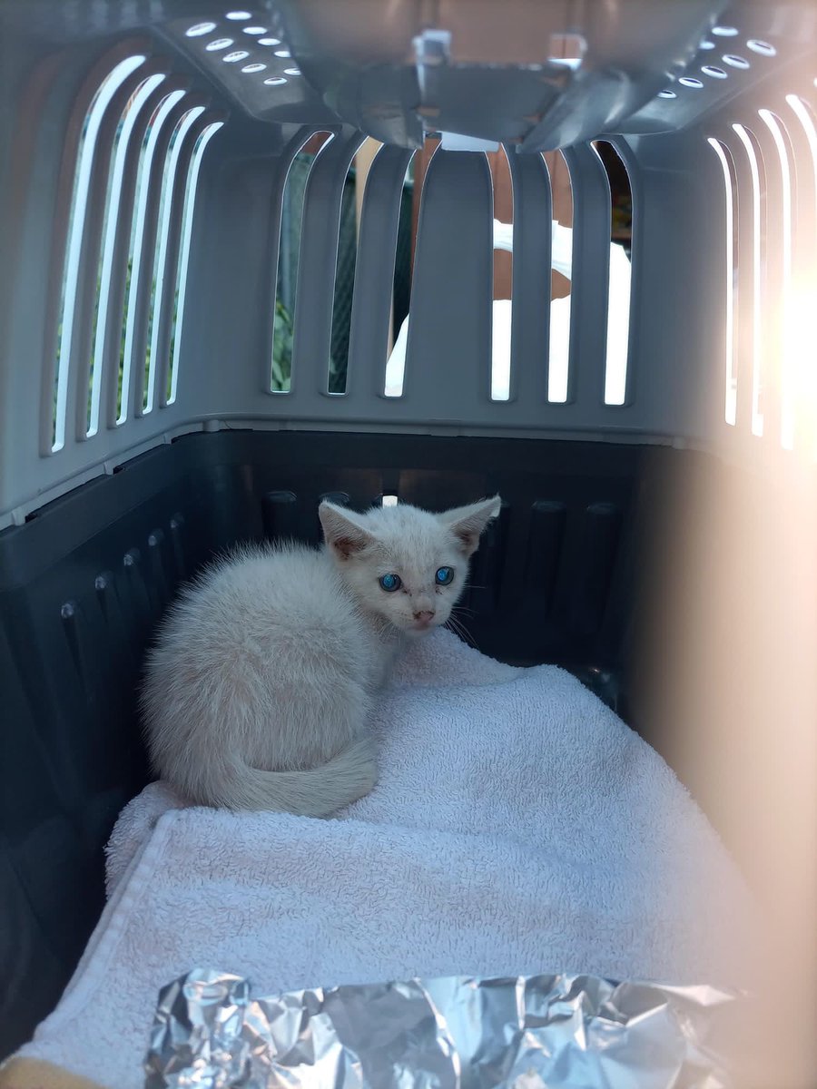 Nuevo rescate 💔

Machito de 1 mes abandonado en una colonia, con olor a leche materna aún😢

Los gatos convivientes de la colonia le estaban pegando...