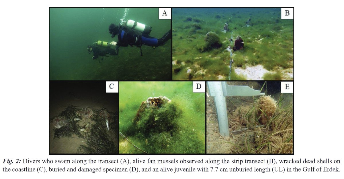 MeditMarSci's tweet photo. The last hope: the struggle for survival of fan mussels in the Gulf of Erdek, Sea of Marmara, Turkey
UĞUR KARADURMUŞ, MUSTAFA SARI
DOI: https://t.co/2ZEW8aJoX2
#Pinnanobilis #massmortality #MediterraneanSea #spatialdistribution #populationdensity #striptransects #conservation https://t.co/tlO1iHMNSf
