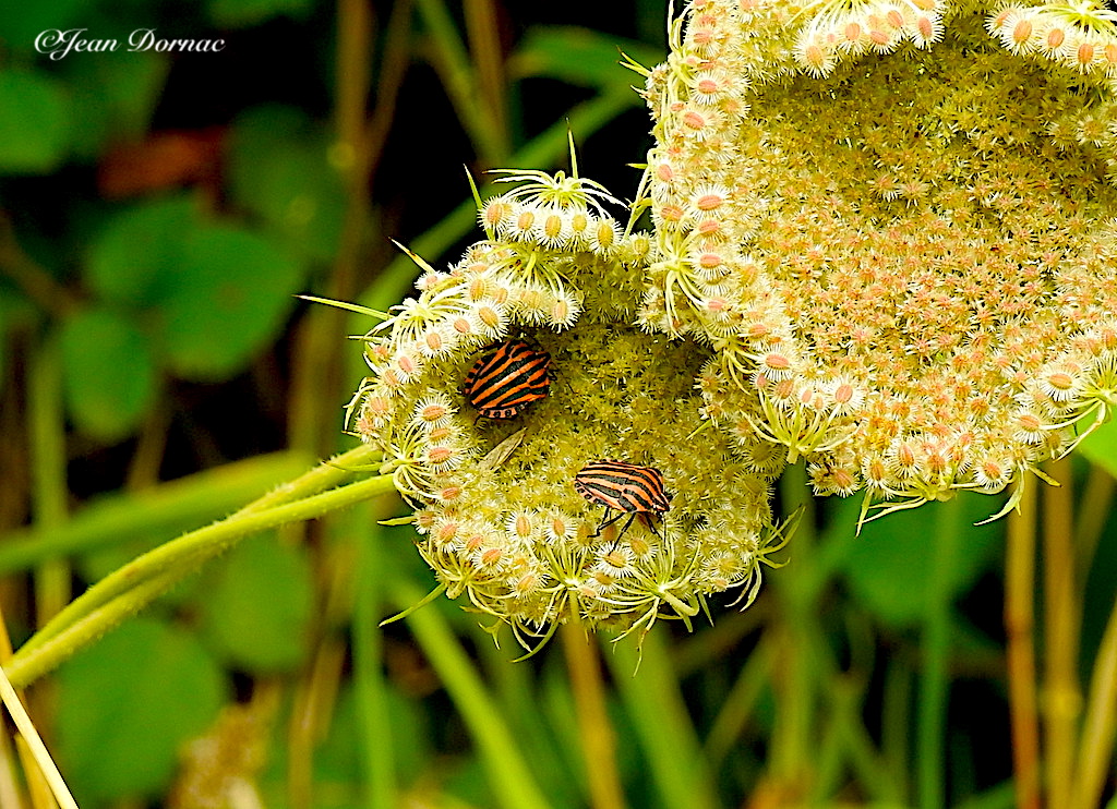 JeanDornac's tweet photo. Voilà de quoi abriter confortablement leur amour, ce nid d’une carotte sauvage pour ces punaises arlequin ! #abriter #confortablement #amour #nid #carotte #sauvage #punaises #arlequin #rive #léguer #Lannion #CôteArmor #Bretagne #France https://t.co/qIZYJwIXfy